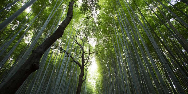 51招聘24：企业人才招聘的高效新选择
